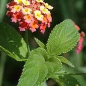 Meet your Posher, Tee